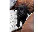 Adopt Buttermilk Biscuit a Black Labrador Retriever
