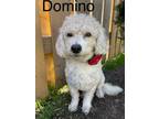 Adopt Domino a Poodle, Miniature Poodle