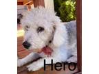 Adopt Hero a Poodle