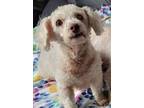 Adopt Lucky a Poodle, Miniature Poodle