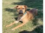 Adopt Ginger a Boxer, Black Mouth Cur