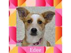 Adopt Edee a Australian Cattle Dog / Blue Heeler