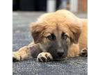 Adopt Ranger a Golden Retriever, German Shepherd Dog
