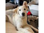 Adopt Leo a Golden Retriever, German Shepherd Dog