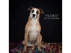 Adopt Flora a Shepherd, American Foxhound