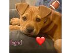 Adopt Ingrid a Shar-Pei, Retriever