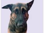 Adopt LEVI a German Shepherd Dog, Mixed Breed