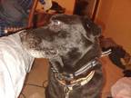Adopt Cooper a Black - with White Labrador Retriever / Shih Tzu / Mixed dog in