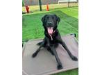 Adopt CHESTER a Black Labrador Retriever / Rottweiler / Mixed dog in