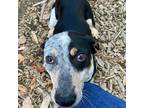 Adopt Lady a Black Bluetick Coonhound / Mixed dog in Arlington, VA (37218824)