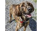Adopt Benjamin a Plott Hound / Mixed dog in Waynesville, NC (37218750)