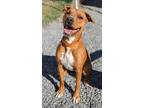 Adopt Loki a Boxer / Pit Bull Terrier / Mixed dog in Waynesville, NC (37218749)