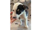 Adopt Luke a Tricolor (Tan/Brown & Black & White) Jack Russell Terrier /