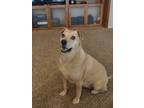 Adopt Sheba a Tan/Yellow/Fawn Labrador Retriever / Shar Pei / Mixed dog in