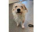 Adopt Dolly a Jack Russell Terrier / Mixed dog in Lincoln, NE (37218583)