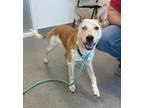 Adopt Penelope a Australian Cattle Dog / Siberian Husky / Mixed dog in Lincoln