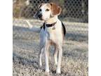 Adopt Clarice a Brown/Chocolate Beagle / Mixed dog in Chesapeake, VA (37218492)