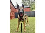 Adopt Apollo a Belgian Malinois / German Shepherd Dog / Mixed dog in Silverdale