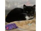 Adopt Dexter a All Black Domestic Shorthair / Mixed cat in Jefferson City