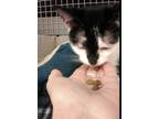 Adopt Arwen a Black & White or Tuxedo Domestic Shorthair / Mixed cat in Land O