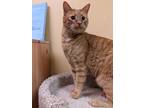 Adopt Jefe a Orange or Red Tabby Domestic Shorthair (short coat) cat in Hiram