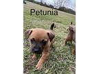 Adopt Petunia a Brown/Chocolate - with Black Feist / Mixed dog in Royal Oak