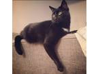 Adopt Slinky a Black (Mostly) Bombay / Mixed (medium coat) cat in Stow