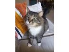 Adopt Gomez a Brown Tabby Domestic Longhair / Mixed (long coat) cat in Land O