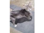 Adopt Ash a Gray or Blue (Mostly) Domestic Mediumhair / Mixed (long coat) cat in
