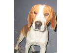 Adopt 82751 a White Beagle dog in Nogales, AZ (37217042)