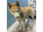 Adopt Coyota a Gray/Blue/Silver/Salt & Pepper Husky / Mixed dog in Nogales