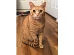 Adopt Toulouse a Orange or Red Tabby American Shorthair / Mixed (short coat) cat