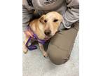 Adopt ROMEO a Mixed Breed (Medium) / Mixed dog in Warrenton, NC (37216528)