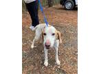 Adopt WOODSTOCK a Hound (Unknown Type) / Mixed dog in Warrenton, NC (37216527)