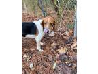 Adopt WOODY a Beagle / Mixed dog in Warrenton, NC (37216526)