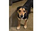 Adopt Roscoe a Black - with Tan, Yellow or Fawn Beagle / Labrador Retriever /