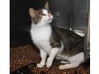 Adopt Irina (Combo Tested) a Brown Tabby Domestic Shorthair (short coat) cat in