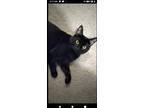 Adopt Zado a All Black Bombay / Mixed cat in Flint, MI (37216099)