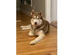 Adopt Sorin a Red/Golden/Orange/Chestnut - with White Husky / Mixed dog in
