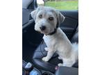 Adopt Leo a White - with Tan, Yellow or Fawn Husky / Poodle (Miniature) / Mixed
