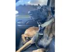 Adopt Junior a Black - with Tan, Yellow or Fawn Belgian Malinois / Mixed dog in
