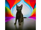 Adopt Denzel a Domestic Shorthair / Mixed cat in Camden, SC (37215999)