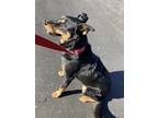 Adopt Bear a Brown/Chocolate - with Black Australian Kelpie / Mixed dog in