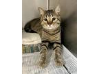 Adopt Jax a Brown Tabby Domestic Shorthair (short coat) cat in Newport