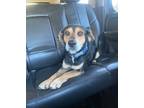 Adopt Fossil a Beagle / Terrier (Unknown Type, Small) / Mixed dog in