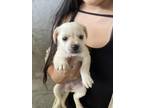 Adopt Jasmine a Mixed Breed (Medium) / Mixed dog in San Diego, CA (37215588)