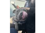 Adopt Cali a Brindle American Pit Bull Terrier / Mixed dog in San Francisco