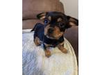Adopt Hollis a Pekingese / Mixed dog in Waxhaw, NC (37215634)