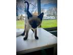 Adopt Mantis @ PetSmart Walker Rd a Siamese / Mixed (short coat) cat in Newberg