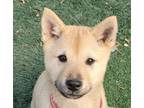 Adopt Ivana a Jindo / Mixed dog in San Ramon, CA (37215471)